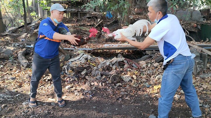 Papawis ng mag lolong cobra