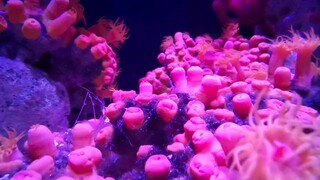 Fish, corals, pink