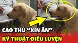 Chú chó CAO THỦ "XIN ĂN" với KỶ THUẬT ĐIÊU LUYỆN khiến Sen không thể từ chối 😂 | Yêu Lu