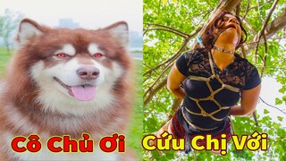 Thú Cưng TV | Gấu Alaska Gia Gia #24 | chó thông minh vui nhộn | Pets funny cute smart dog