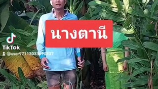 นางตานี