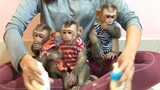 Sharing two milk bottles with three monkeys