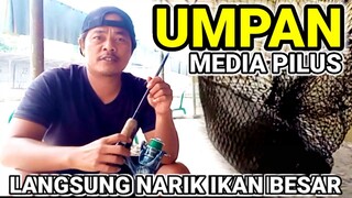 TERBAIK !! UMPAN PILUS GALAPUNG IKAN MAS