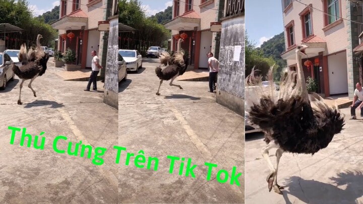 Tik Tok Trung Quốc ✅Khi Thú Cưng Chơi Lầy trên Tik Tok | Top Funny Pet On Tik Tok Phần 2