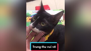 Trung thu cùng lũ mèo TrungThu2021 mèo meow Nguyenhoanghaidang meocute langmeotiktok  cat catsoftiktok catvideo meohoang