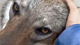 [Chó sói Séc] Một số chú chó con khi chạm vào... sẽ biến thành sói