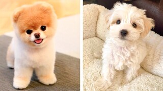 😍These Cute Puppies Will Brighten Your Day 🐶 | Cute Puppies