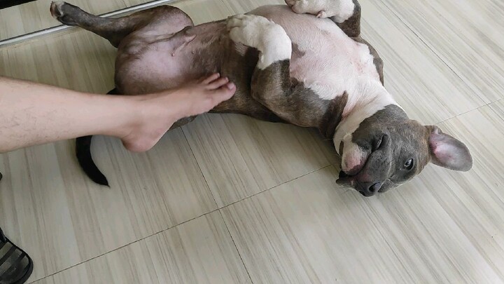 Baby Bruno play dead raw xa.. naiinitan kaya nagpapahangin...