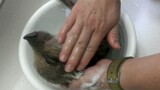 (รวมคลิปสัตว์โลก) อาบน้ำให้เจ้าหมูน้อย