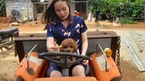 Chó Poodle trải nghiệm đi xe công nông tham quan vườn sầu riêng #poodle #yeuchomeo #cuncung #boss