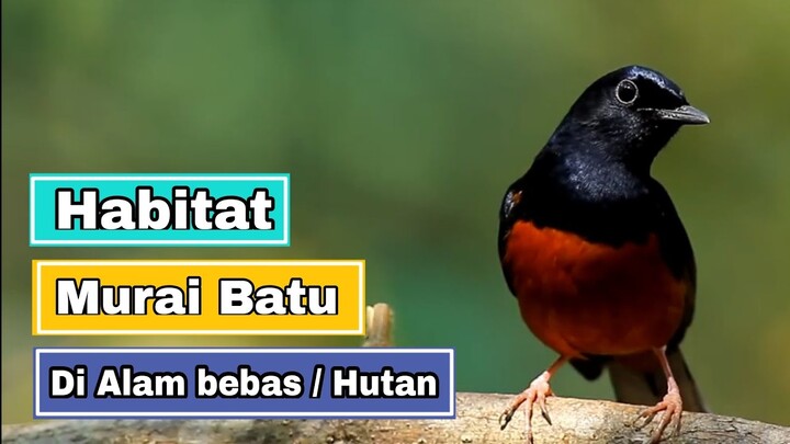 Habitat Murai Batu di Alam bebas | White rumped Shama Bird