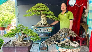 Cây cảnh Đẹp 1/7 Oanh #0915780878 chào bán bonsai Mai Chiếu Thủy, Nguyệt Sam Quýt Ổi Trang Khế