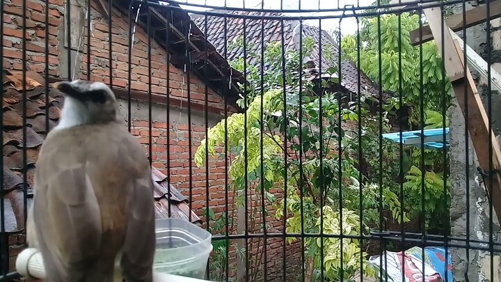 TERAPI BUAT SEMUA JENIS BURUNG TRUCUK || Saat Hujan, Ropelan Mewah, 100% Ampuh Langsung NGRESPON