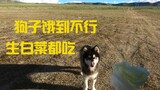 在西藏遇到一只大狗子很饿，顶着饭盆走长达三分钟