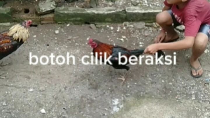 ayam laga