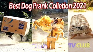 Best Dog Prank Collection 2021 - Try Not To Laugh