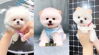 Tik Tok Chó phốc sóc mini Funny and Cute Pomeranian Videos #6