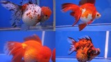 Goldfish Growout competition
