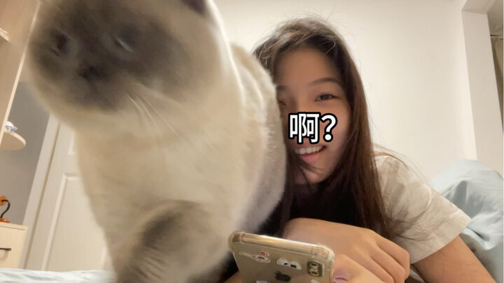 I just want to play with my phone! My cat will...