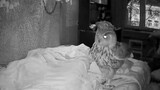 Dance|The Owl Wakes Its Sleeping Master
