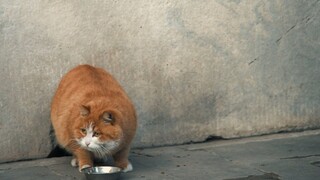 故宫干饭猫帕帕：干饭？火速出击！