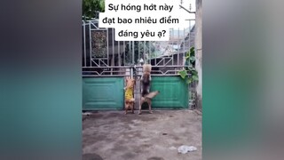 Suốt ngày hóng hớt...cunyeucuadua yeucho yeuchomeo cún cúncon chó chómèo chócon chókhôn yeuchomeo chócute pet dog dogsoftiktok doggo