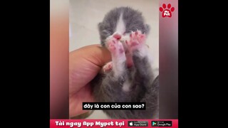 Cảm động quàng thượng thấy Sen ăn mì nên bồi bổ Sen | MYPET