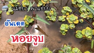 อัพเดตหอยจูบที่แม่ชบาเอามาเลี้ยงไว้จ้า มาเบิ่งว่าตอนนี้ใหญ่ส่ำได๋แล้วเนาะจ้า | แม่ชบา พาแซ่บบ