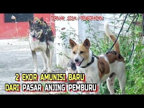 ANJING BARU UNTUK BERBURU || DARI PASAR ANJING PEMBURU DI SAOK LAWEH - SOLOK || #Asopa Team