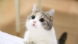 Những chú mèo con dễ thương đáng yêu - Cute kitten video compilation