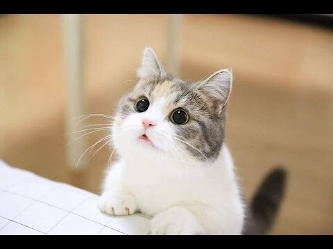 Những chú mèo con dễ thương đáng yêu - Cute kitten video compilation