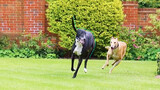 Greyhounds: quiet as a mouse and quick as a rabbit