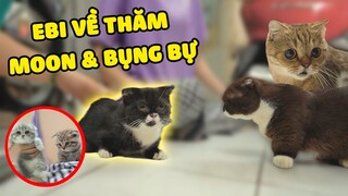 Anh @Oops Banana  đưa Ebi về Thăm Moon Và Bụng Bự và cái kết  | The Happy Pets #80