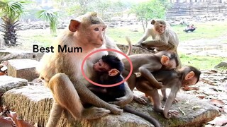 Wow Baby Monkey Was Feed Milk​ By Best​ Mom, Adorable Baby Monkey Feed Milk Full Don't Care Playing