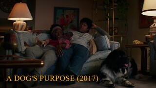 A Dog's Purpose (2017)