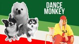 Dance Monkey but it's Doggos and Gabe