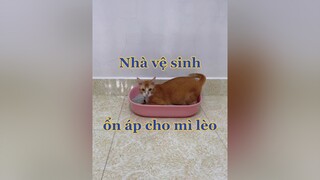 Ai có mèo nết như con Miễu Dị thì đừng chọn cái thao cát này nghen 🥲vitaminmèo mèo cats