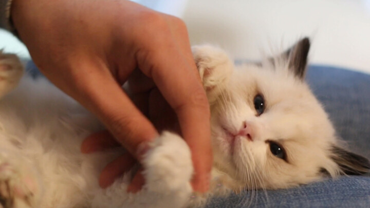 Cute Animals | Trim Nails For Ragdoll Cats