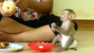 Smart Baby Monkey Maki Eats The Delicious Yellow pear Fruit And Cute Reaction