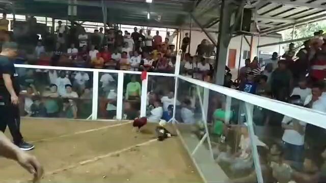 mariveles cock arena win meron