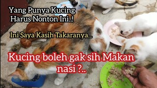 Apakah Kucing Boleh Makan Nasi ?.. Ini Pendapat Saya Dan Penjelasanya..!