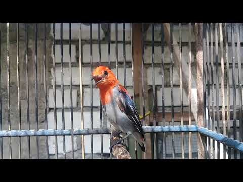KEPEDESAN SAMPAI TAK MAU DIAM || Suara Burung Kemade,Cabe Cabean, Bunga Api Gacor Buat Masteran