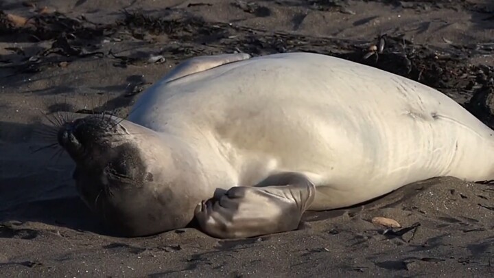 Little Seal: Conjugation Pillow Puzzles