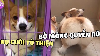 Biệt đội CORGI ĐÍT TO CHÂN NGẮN nhưng vẫn siêu đáng yêu | Yêu Lu