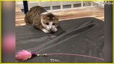 Trêu Đùa Boss Mèo Dễ Thương Kute | TT Online ❤️ Yêu Mèo