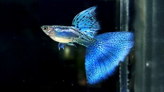 15 Jenis Ikan Guppy Tercantik dan Populer