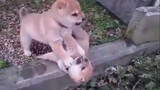 Funniest Dogs Videos Compilation