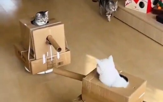 Stainless steel armor cat