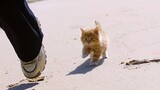 That little orange cat who follows you without fear of wind and waves has grown up