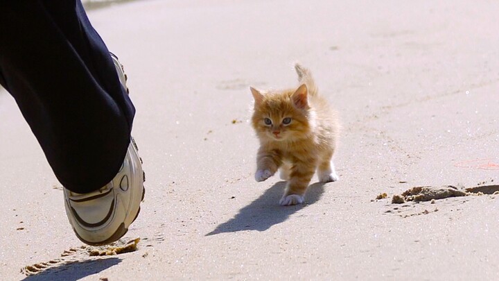 Kucing oranye kecil yang mengikuti Anda tanpa takut angin dan ombak telah tumbuh dewasa